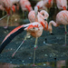 Flamingo Friday '18 03 by stray_shooter
