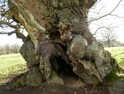 19th Jan 2018 - Gnarled old oak tree....