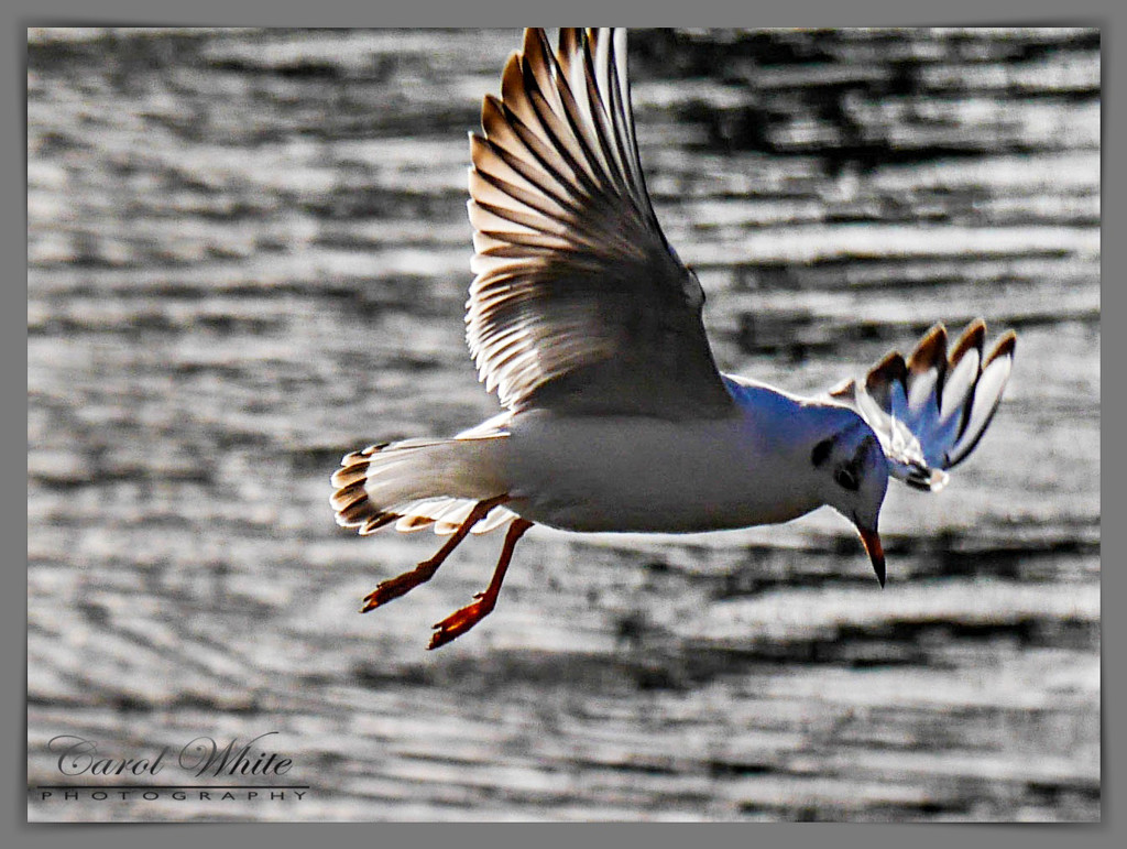 Seagull In Flight by carolmw