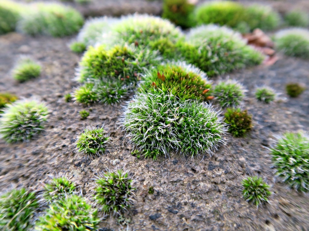 Moss Mounds. by wendyfrost