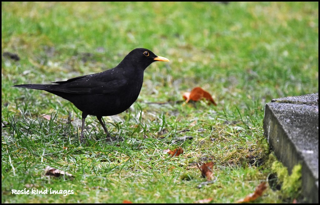 A rather wet Bobby Blackbird by rosiekind