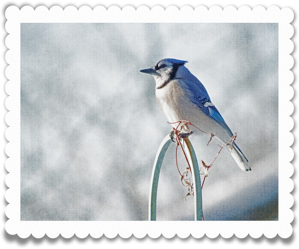 Photoshop postage stamp by novab