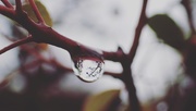 20th Jan 2018 - Water droplet