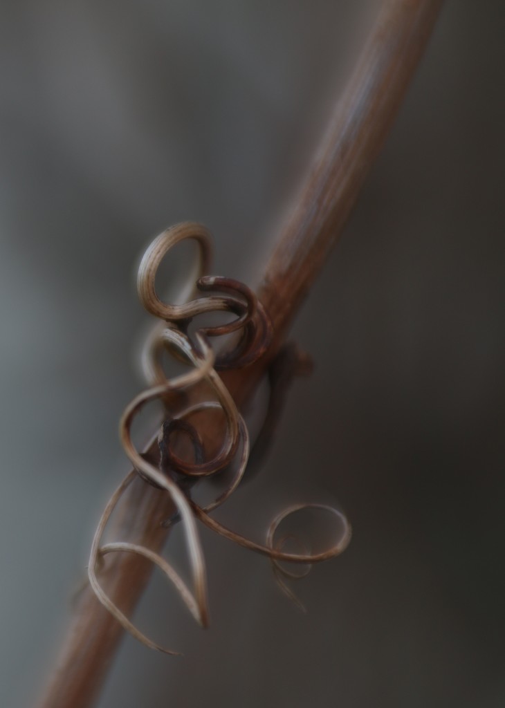 Day 20 ....... Of Lensbaby by motherjane