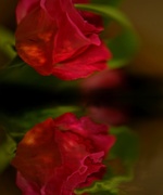 20th Jan 2018 - Glimmering rose......