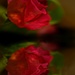 Glimmering rose...... by ziggy77