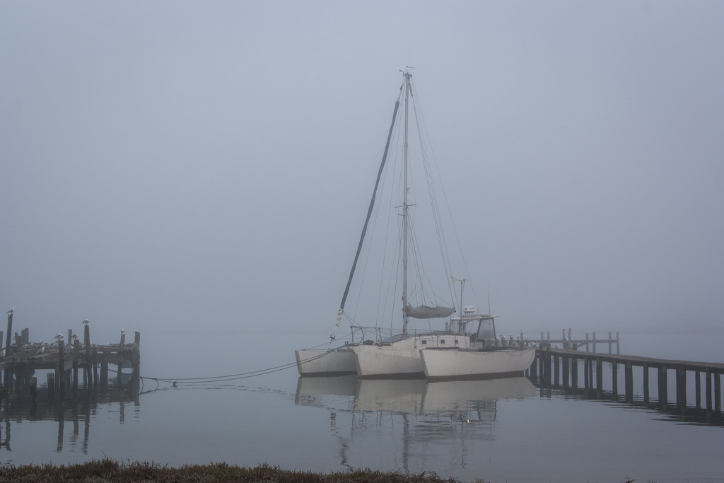 Misty by seacreature