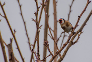 17th Jan 2018 - First Goldfinch 