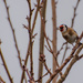 First Goldfinch  by rjb71