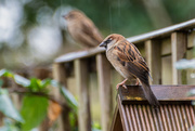 20th Jan 2018 - Sparrows in the Rain