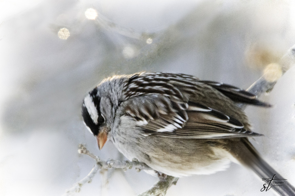 White-crowned Sparrow by skipt07