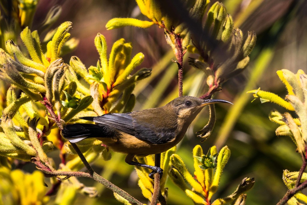 Female eastern spine bill by pusspup