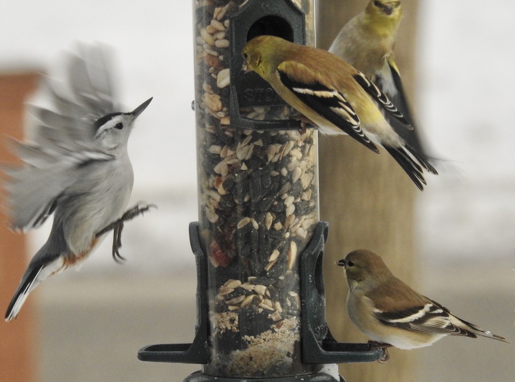 3 goldfinches, 1 nuthatch by amyk