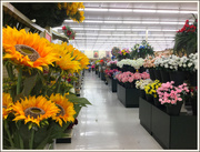 17th Jan 2018 - Fake Flower Aisle