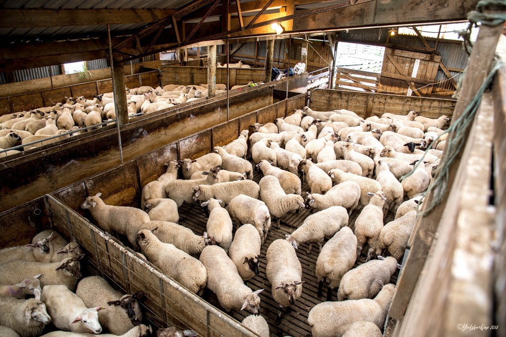Inside the shearing shed by yorkshirekiwi