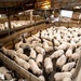 Inside the shearing shed by yorkshirekiwi
