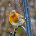Robin in the snow by pamknowler