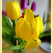 Yellow Tulips  by beryl
