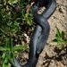Red bellied black snake by judithdeacon