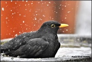 21st Jan 2018 - Bathing blackbird