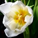 Central Tulip by carole_sandford