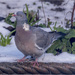 Wood Pigeon 2 by pcoulson
