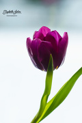 21st Jan 2018 - Purple tulip