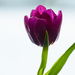 Purple tulip by elisasaeter