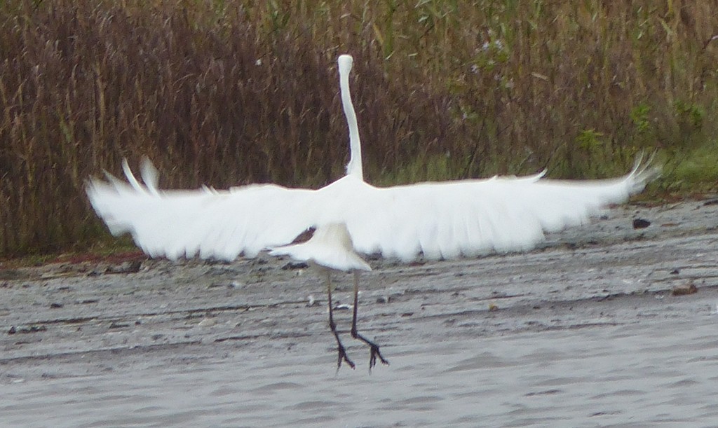 Great Egret Taking Off  by susiemc