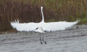 4th Oct 2017 - Great Egret Taking Off 