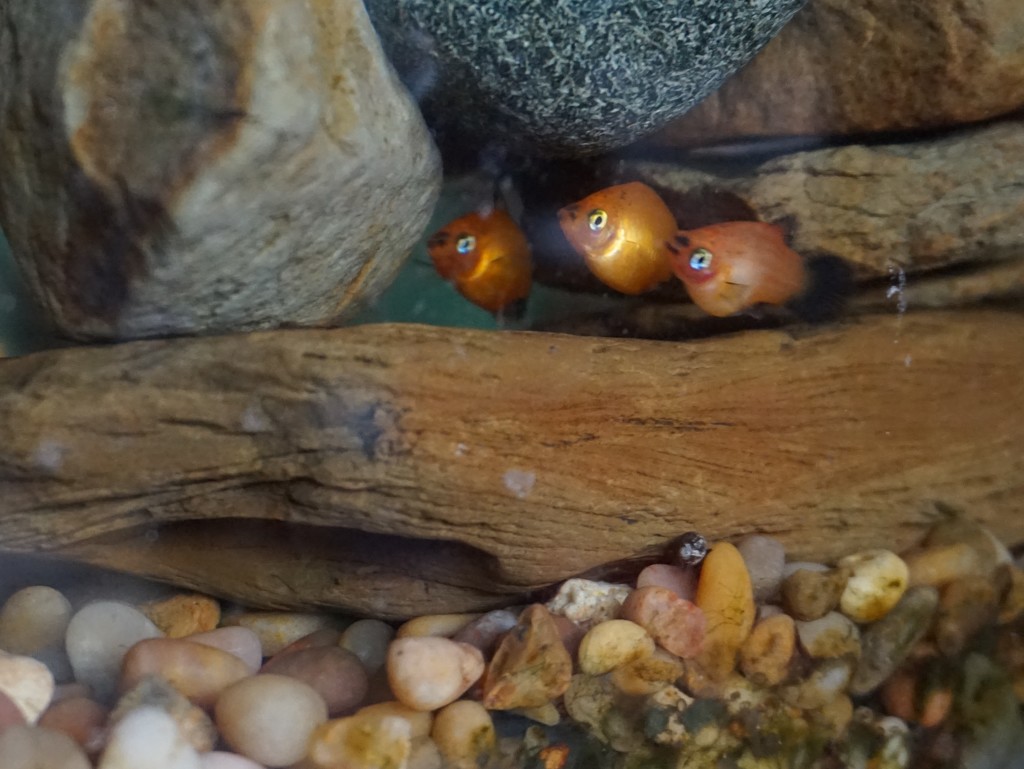 Nemo and friends by tunia
