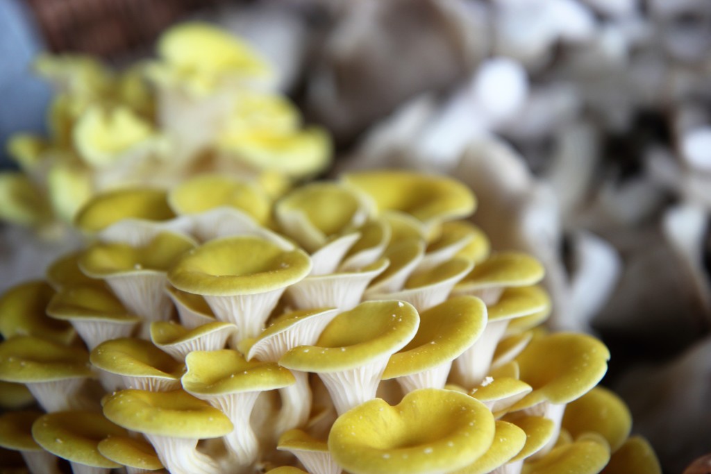 Mushrooms by cookingkaren