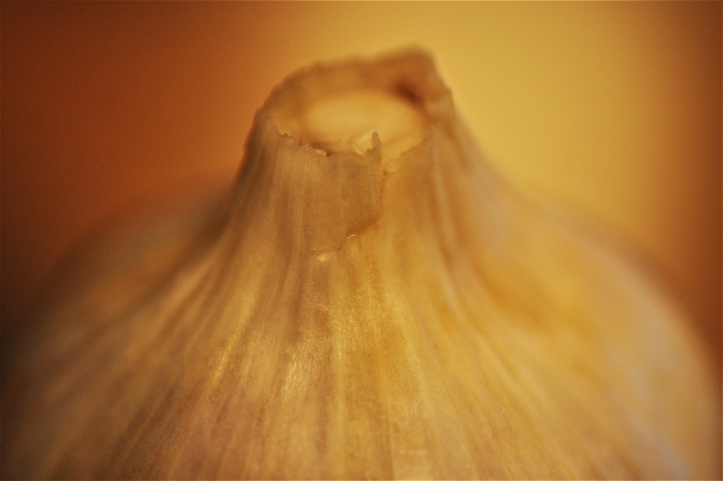 Garlic by stimuloog