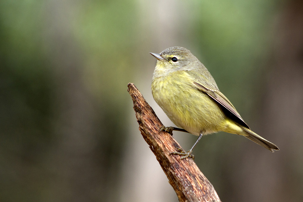 Orange-crowned Warbler by gaylewood