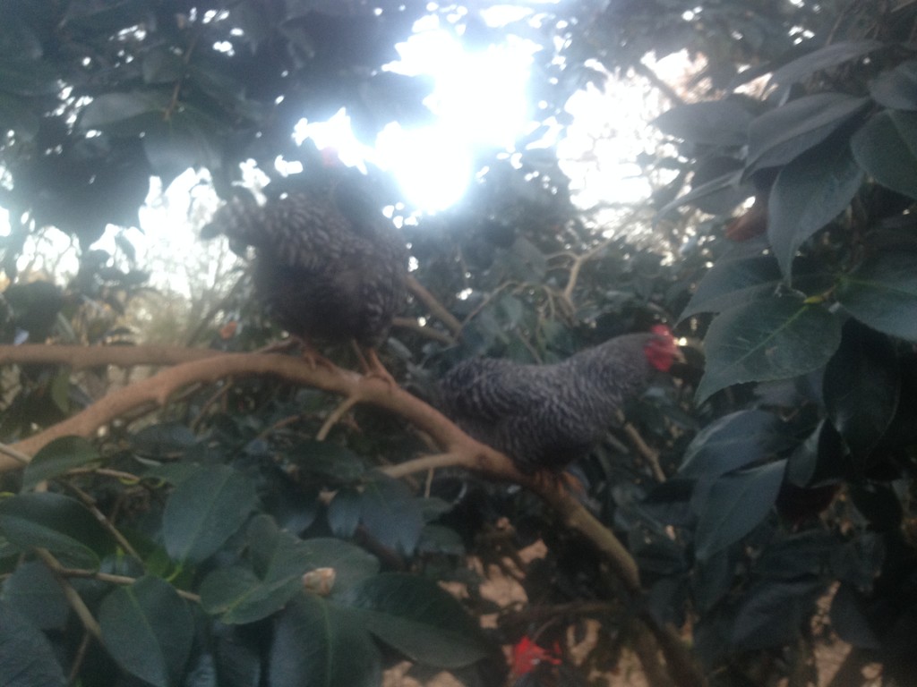 Chickens in a Gardenia Tree by gratitudeyear