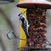 Downy woodpecker by ingrid01