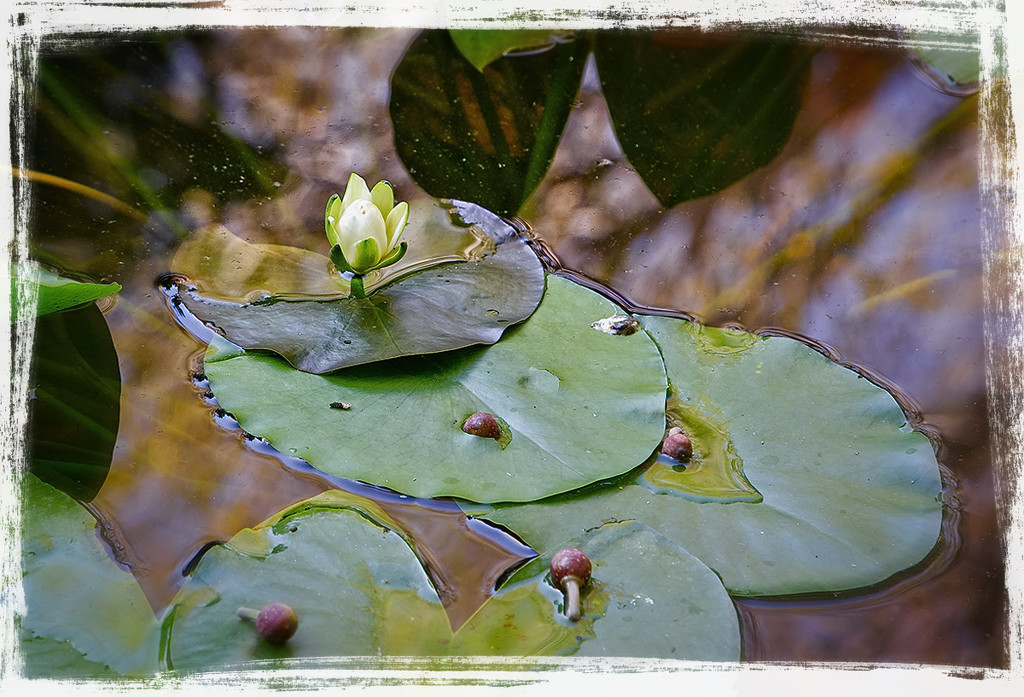 Waterlily, Pads and Flower by gardencat
