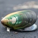 Green Lip Mussel by yorkshirekiwi