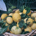 A basket of lemons by brigette