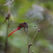 Red Dragon Fly by positive_energy