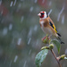 Still snowing on this Goldfinch by shepherdmanswife
