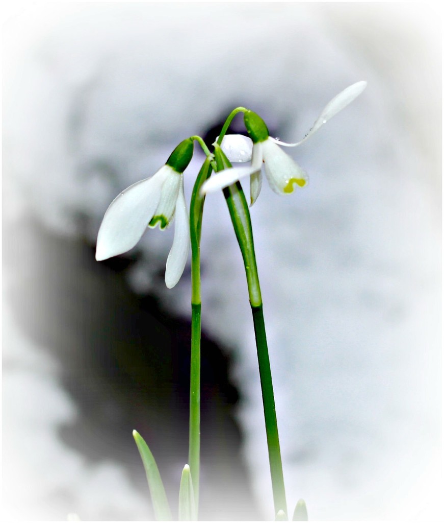 Snowdrop in the Snow. by wendyfrost