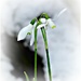 Snowdrop in the Snow. by wendyfrost