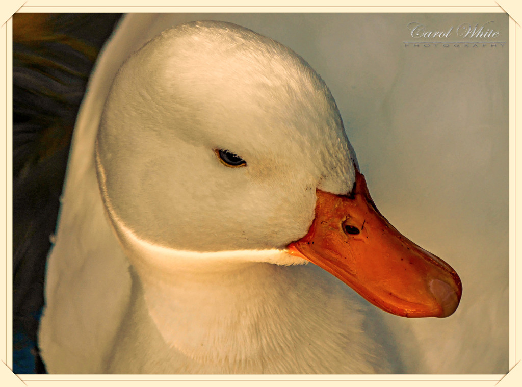 Little White Duck by carolmw