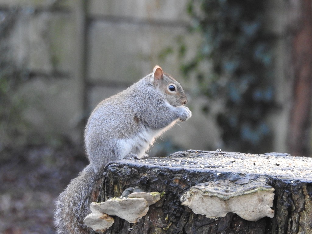 Squirrel by oldjosh
