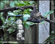 22nd Jan 2018 - I think I'll have some suet balls