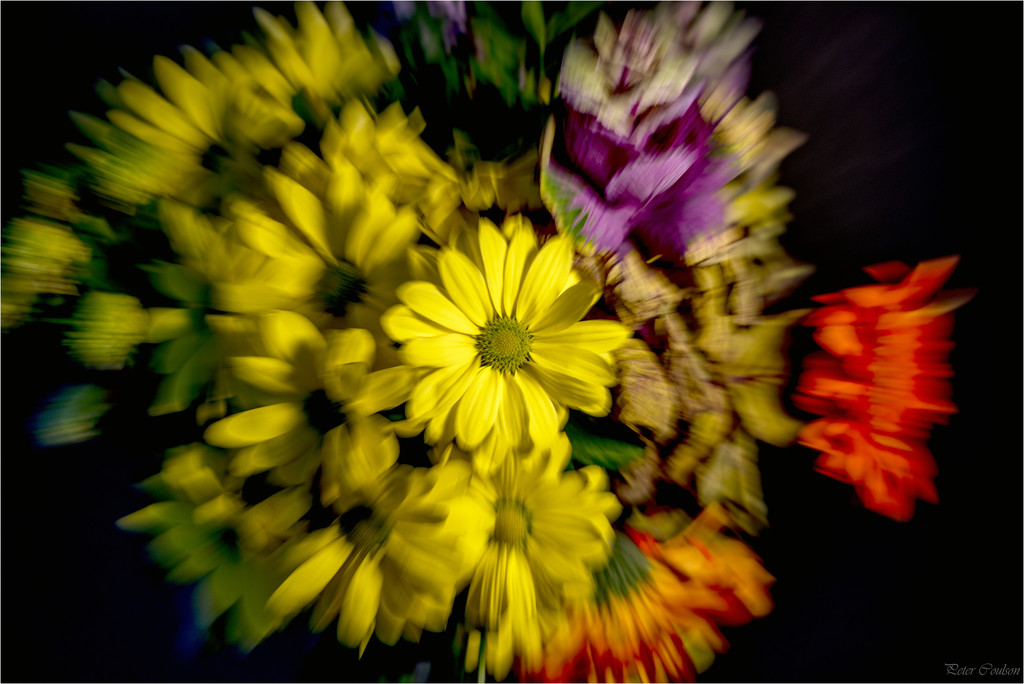 Floral Zoom Burst by pcoulson