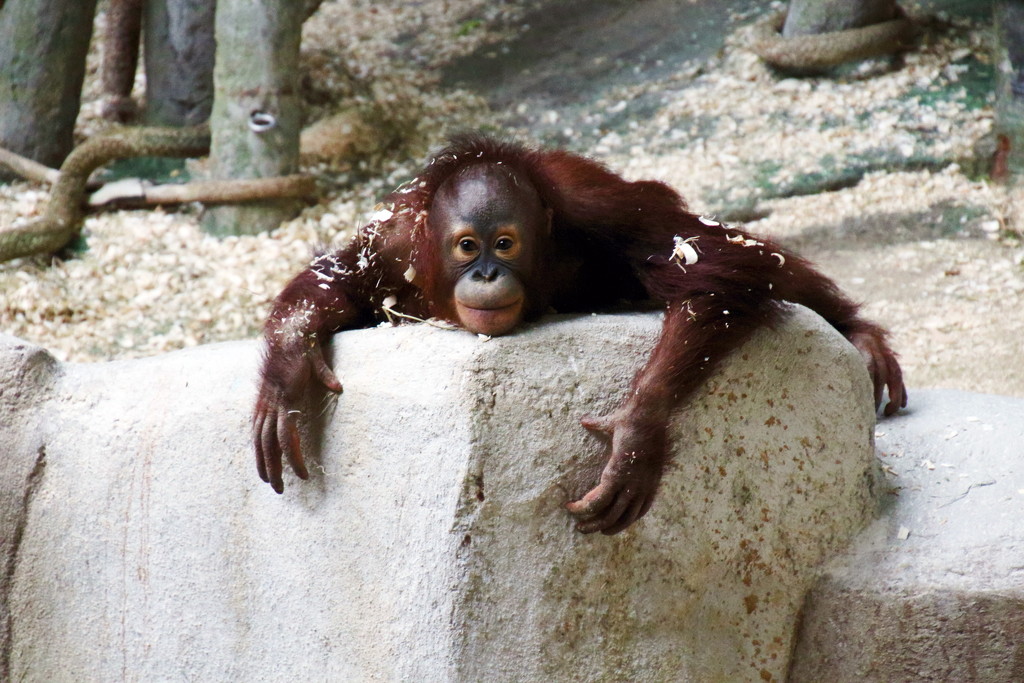 Orangutan Relaxing by randy23