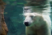 22nd Jan 2018 - Polar Bear Enjoys A Winter Swim