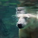 Polar Bear Enjoys A Winter Swim by randy23